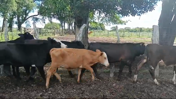 Lote 70 Terneros/as en Corrientes, San Roque