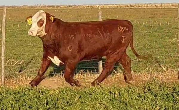 Lote CABAÑA DON JOSE