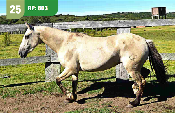 Lote ESPERANZA CUARTEADOR
