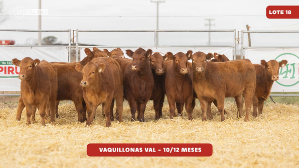 Lote VAQUILLONAS V.A.L. - 10/11 meses