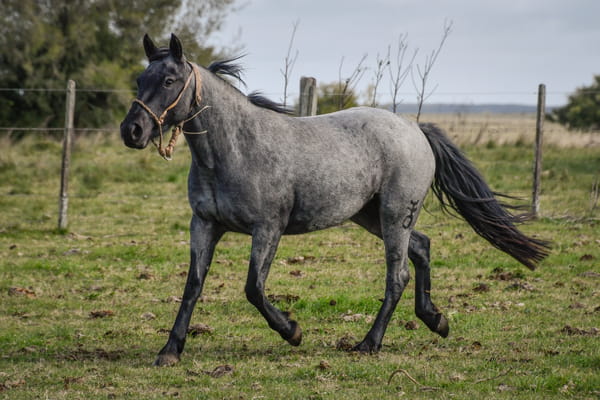 Lote "	GARRAPATA LA FLECHILLA"