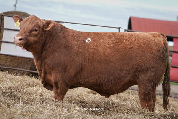 Lote TOROS ANGUS  PP