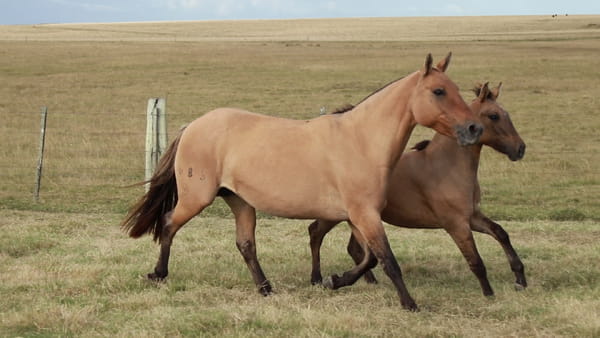 Lote Caipiriña DEL TOTORAL