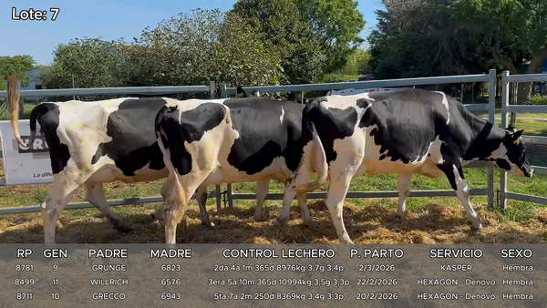 Lote Vacas