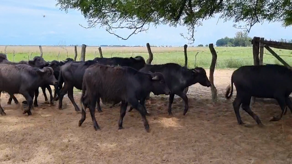 Lote 34 Búfalos