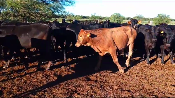 Lote 70 Novillitos en Quimilí, Santiago del Estero