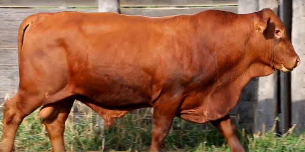 Lote TOROS DE 3 AÑOS