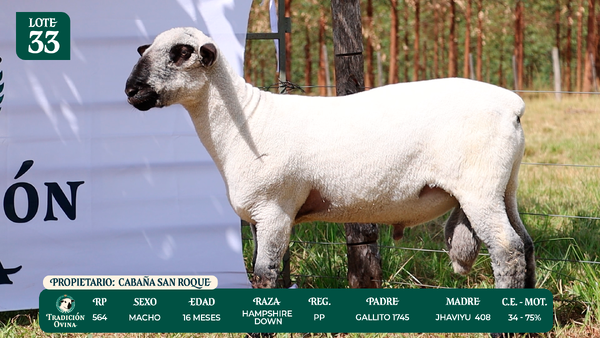 Lote LOTE 33