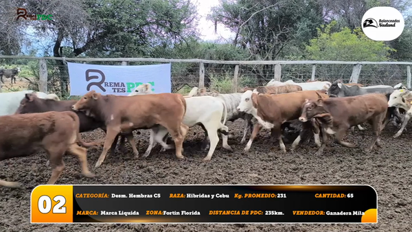 Lote Desm. Hembras C5