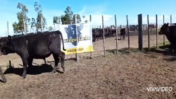 Lote 65 Terneros