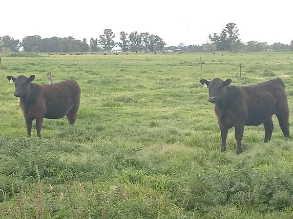 Lote TERNERAS PURAS DE PEDIGREE LA JUANA DE NOMERO S.A