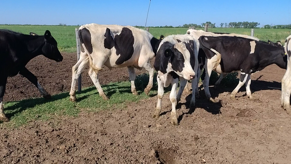 Lote 12 Novillitos Holando Argentino en San Francisco,  Córdoba