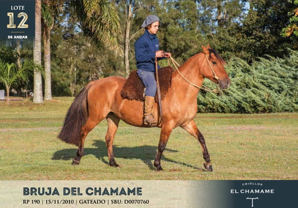 Lote BRUJA DEL CHAMAME