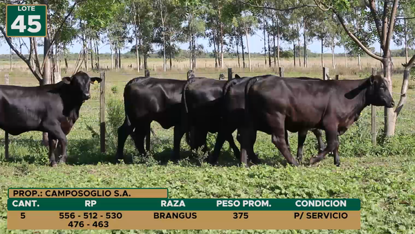 Lote HEMBRAS LOTE 45