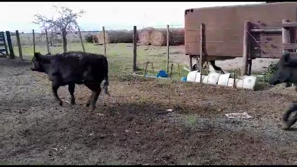 Lote 17 Terneras Aberdeen Angus en Gdor. Crespo, Santa Fe