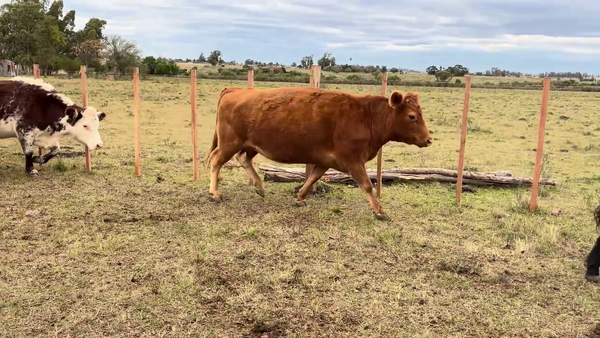 Lote VACAS ENTORADAS