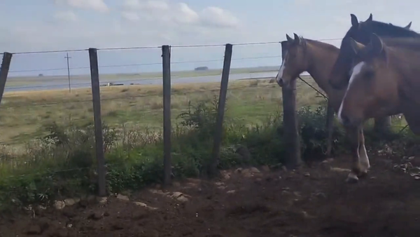 Lote Yeguarizos