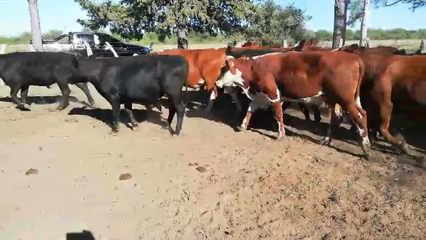 Lote 59 Novillos en Federal, Entre Ríos