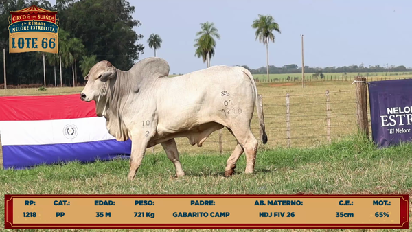 Lote LOTE 66