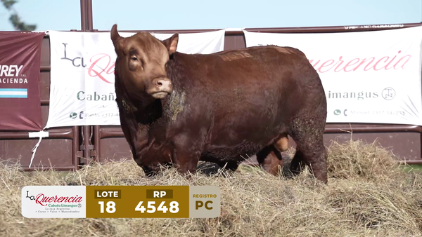 Lote TORO PC