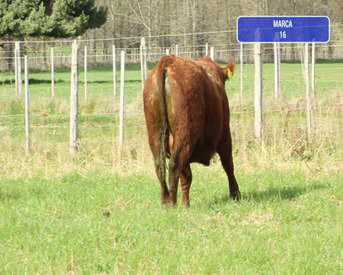 Lote 1 Toro en Coyhaique, XI Región Aysén