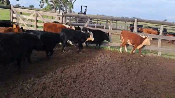 Lote 55 Terneros/as
