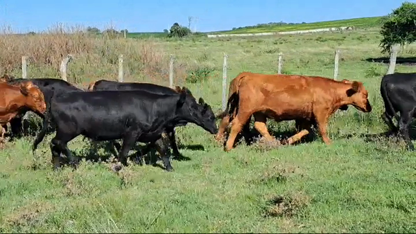 Lote VAQUILLONAS 1 A 2 AÑOS