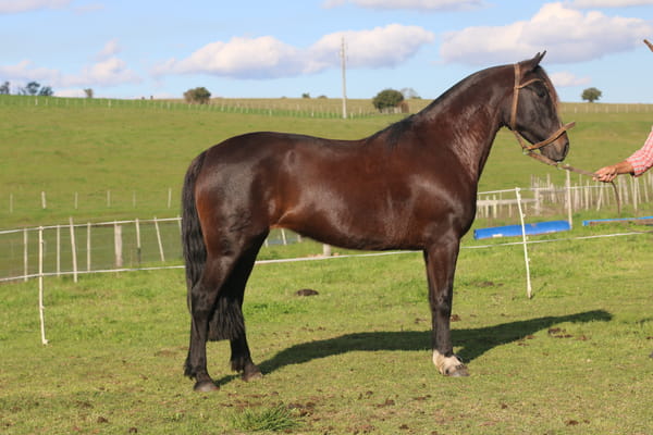 Lote ARPILLERA DEL CONVENTOS