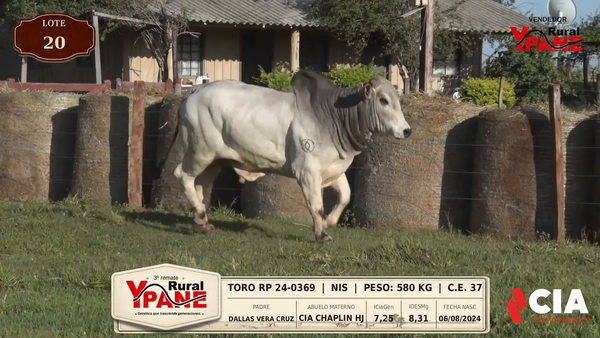 Lote Lote 20