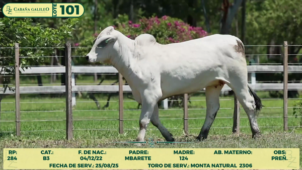 Lote LOTE 101