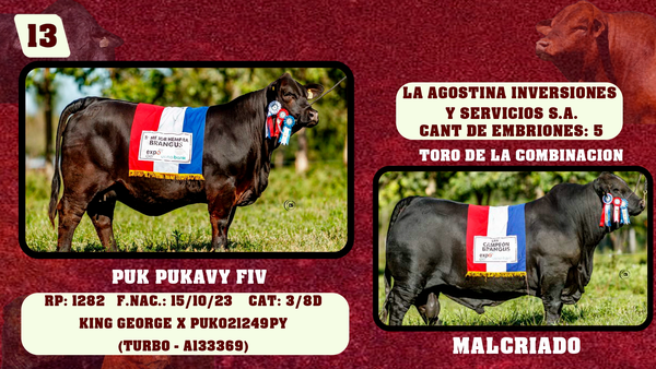 Lote LOTE 13