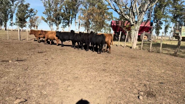 Lote VACAS Y VAQUILLONAS