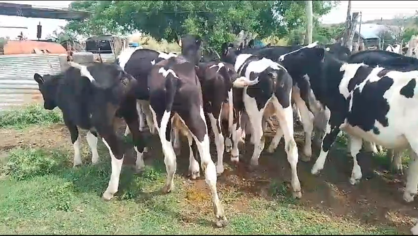 Lote (Vendido)22 Terneros Holando en Carreta Quemada