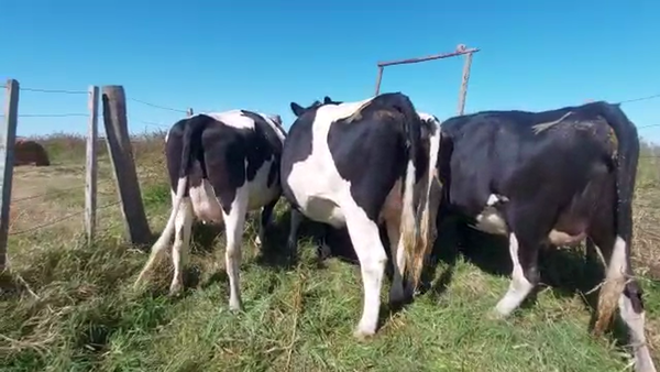 Lote Vaquillonas Preñadas - Avelino Y Ruben Tomassini