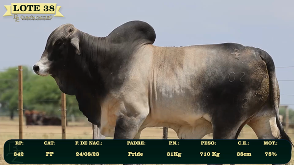 Lote LOTE 38