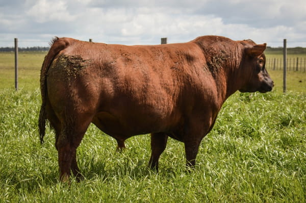 Lote ABERDEEN ANGUS PEDREGREE