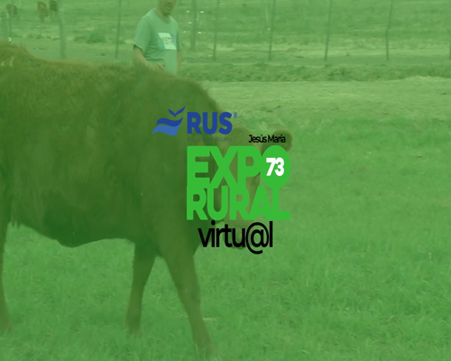 Lote VAQUILLONAS PC PREÑADAS ANGUS