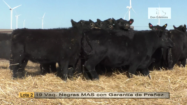 Lote Vaquillonas "Don Edelmiro"