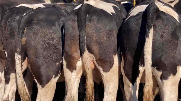 Lote 20 Novillo Gordo en Melipilla, Región Metropolitana