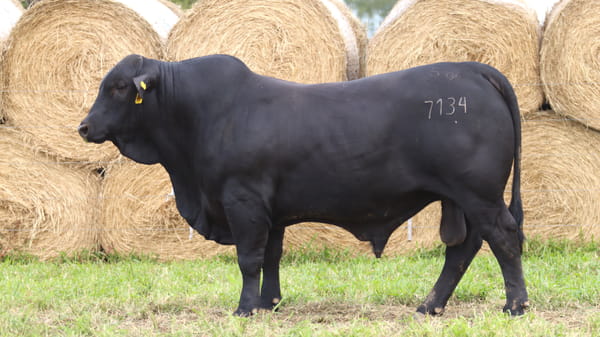 Lote LOTE 75