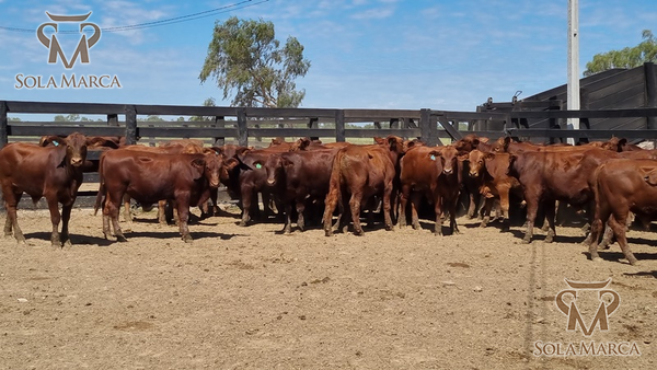Lote Terneros Cbo 2