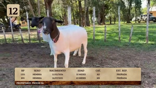 Lote LOTE 12