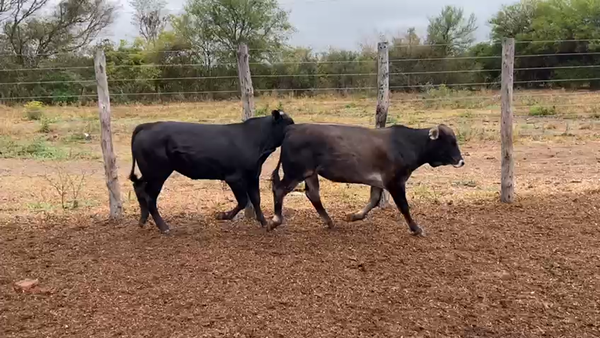 Lote 70 Novillitos en Gral. Manuel Belgrano, Formosa