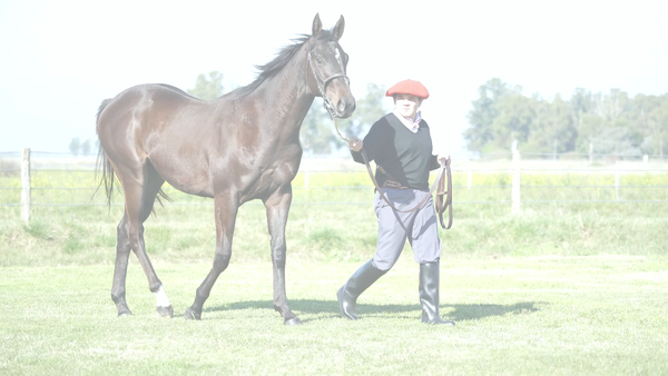 Lote HECHIZADO NIK (NICODEMUS -  HECHIZADA SEA)