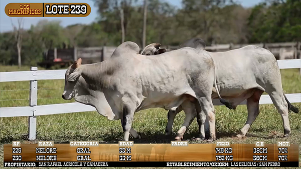 Lote LOTE 239 - VIVO