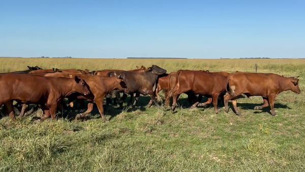 Lote 120 Novillitos en Corrientes, Alvear