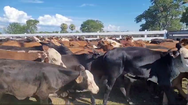 Lote 110 Terneros/as