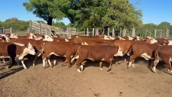 Lote 100 Vaquillonas