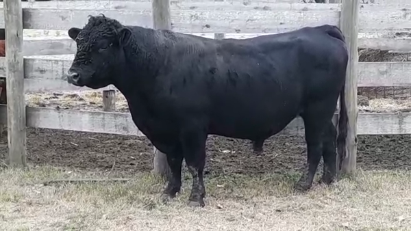 Lote (Vendido)Toros AA 600kg -  en AGRACIADA