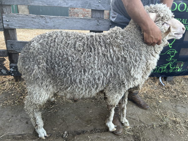 Lote Borrego 2D (MO: Si)